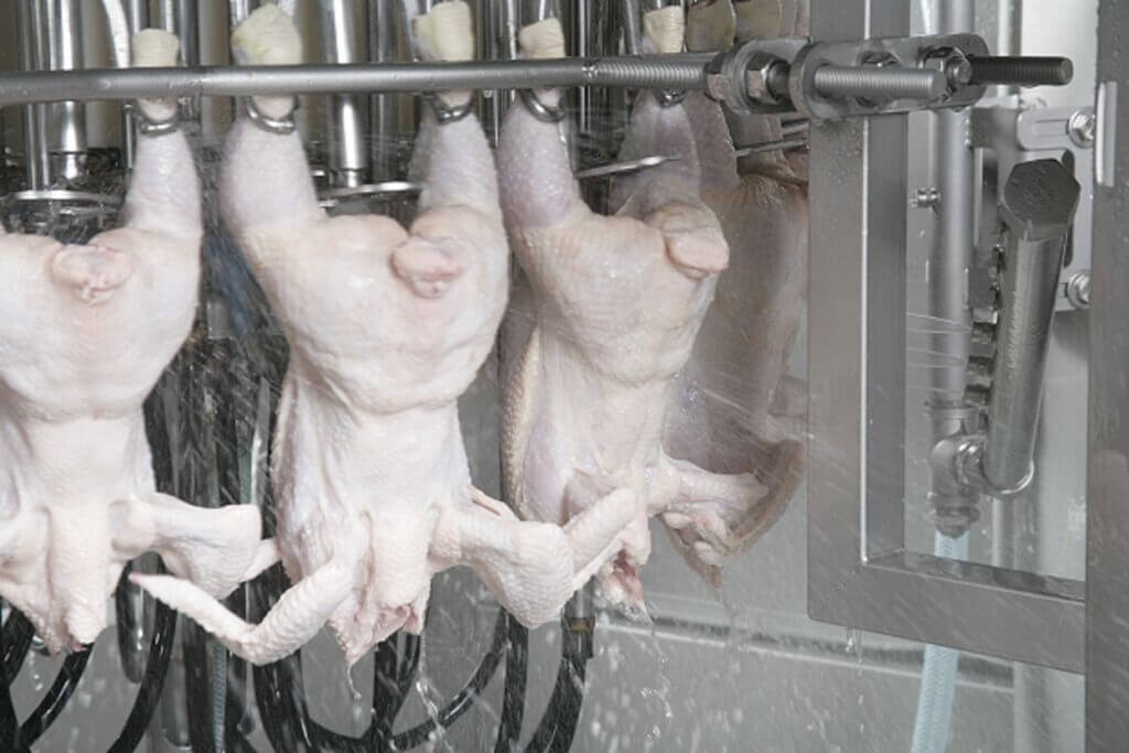 Succes in beheersing van campylobacter