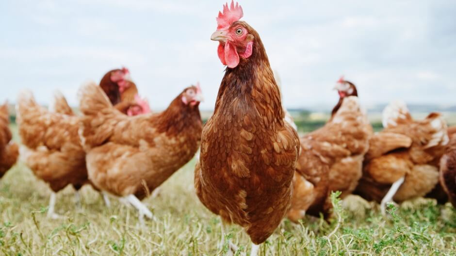 Miljoenen kippen minder, hoeveel stikstof
