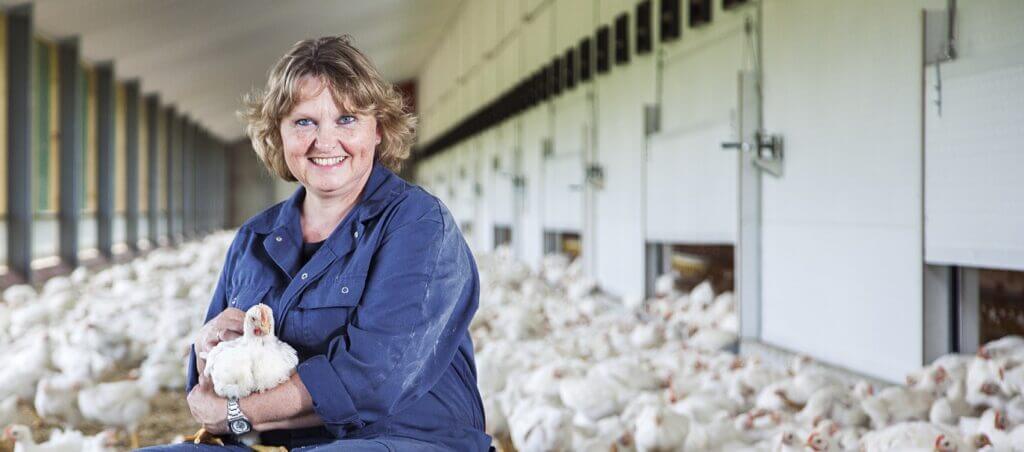 Duurzamer kippenvlees volop in de schappen